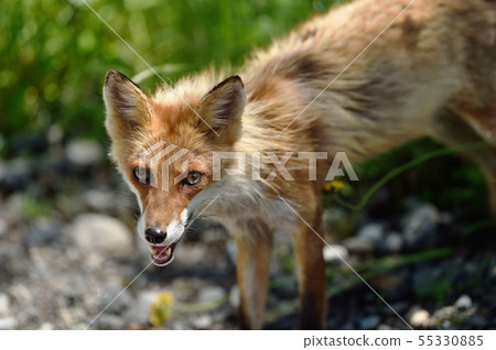 Northern fox met in the summer forest (Hokkaido) Northern fox met in the summer forest (Hokkaido) 55330885