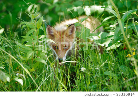 Northern fox met in the summer forest (Hokkaido) 55330914