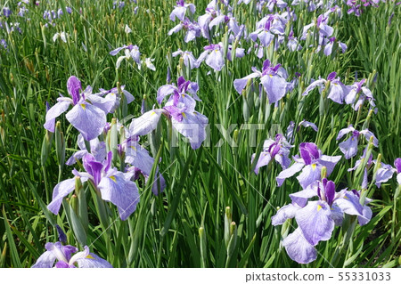 Iryo in full bloom Iryo in full bloom 55331033