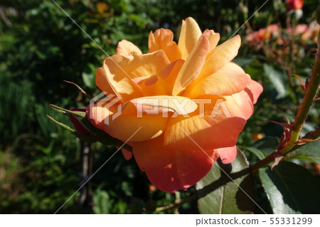 Rose orange Rose orange 55331299