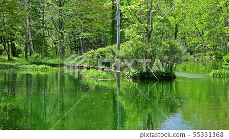 Scenery @ Hokkaido of forest park wrapped in fresh green 55331368