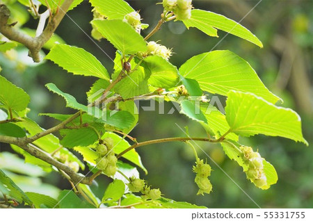 Tokyo cherry blossoms early summer forest Tokyo cherry blossoms early summer forest 55331755
