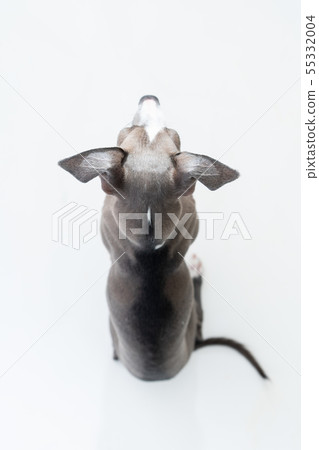 意大利靈緹犬 意大利靈緹犬 55332004