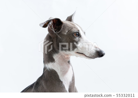 Italian Greyhound 55332011