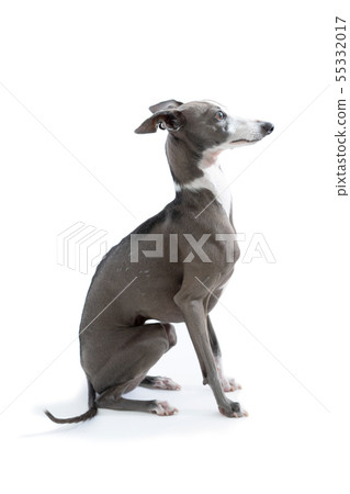 意大利靈緹犬 55332017