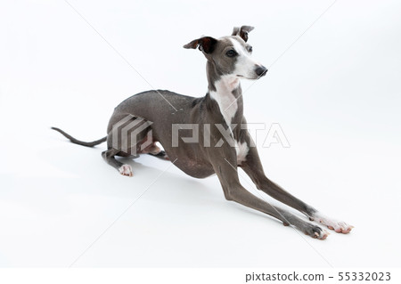 Grey and white italian hot sale greyhound