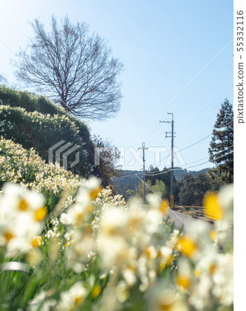 Chihaya赤坂村的水仙山 55332116