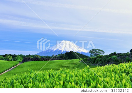 富士山在藍天和茶園以新綠色 55332142