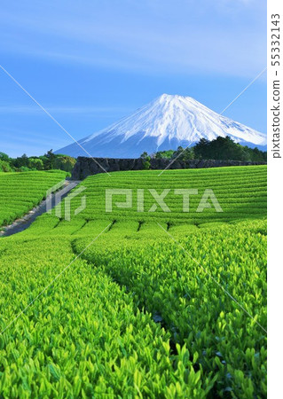 富士山在藍天和茶園以新綠色 55332143