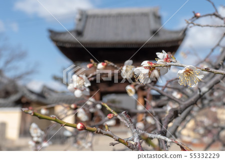 Plum of Domyoji Temple Plum of Domyoji Temple 55332229