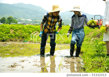 Farmer People who plant rice 55332413