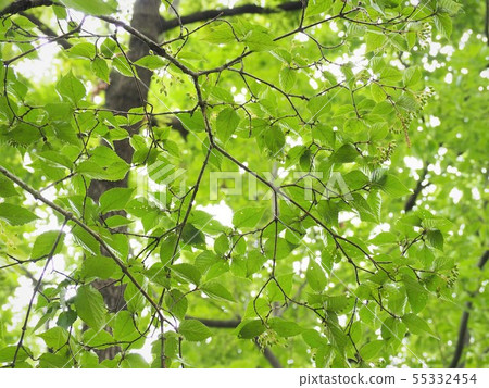 Kobanogazumi early summer forest Kobanogazumi early summer forest 55332454
