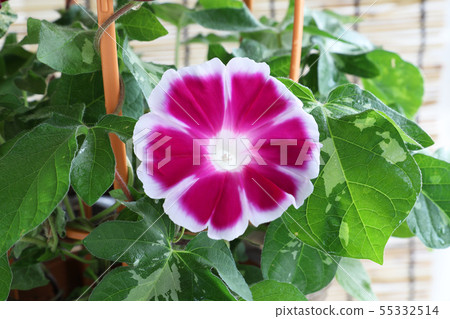 Morning glory Morning glory 55332514