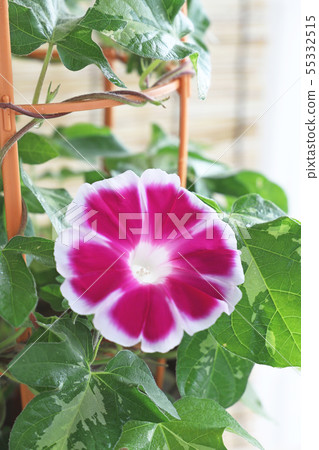 Morning glory Morning glory 55332515