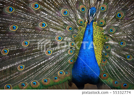 Indian peacock spreading wings Indian peacock spreading wings 55332774