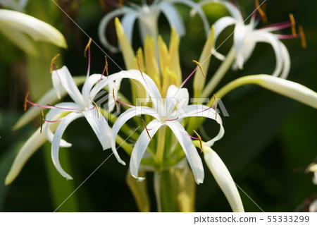 Hamayu Hamochi cotton Crinum asiaticum Hamayu Hamochi cotton Crinum asiaticum 55333299