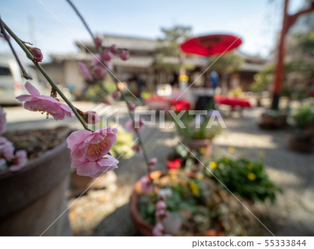 大和內節 55333844