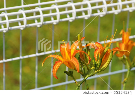 Hemerocallis Hemerocallis Hemerocallis fulva var.Littorea 55334184