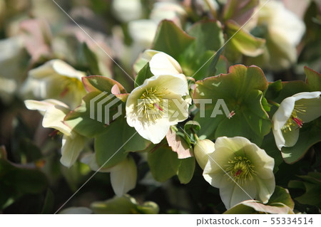 Awaji Yumebutai Christmas Rose Awaji Yumebutai Christmas Rose 55334514