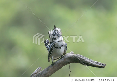 冠魚狗 冠魚狗 55335043