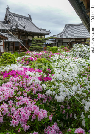 Hoununji寺的杜鵑花 Hoununji寺的杜鵑花 55335113