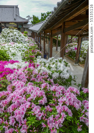Hoununji寺的杜鵑花 Hoununji寺的杜鵑花 55335116