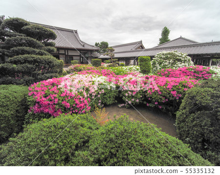 Azalea of Hoununji Temple Azalea of Hoununji Temple 55335132