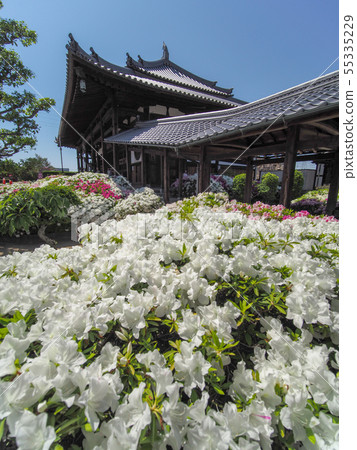 Hoununji寺的杜鵑花 55335229