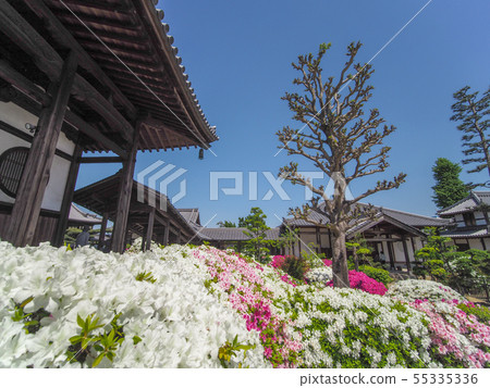 Hoununji寺的杜鵑花 Hoununji寺的杜鵑花 55335336