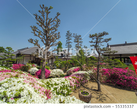 Hoununji寺的杜鵑花 55335337