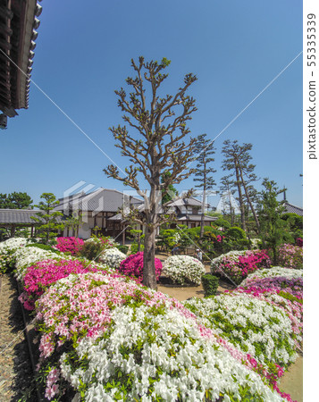 Hoununji寺的杜鵑花 Hoununji寺的杜鵑花 55335339