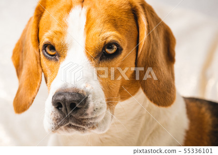 Adorable beagle dog isolated against grey 55336101