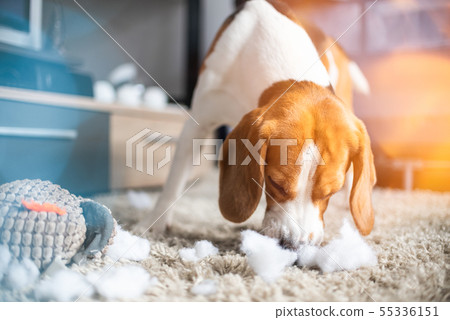 Beagle dog rip a toy into pieces on a carpet 55336151
