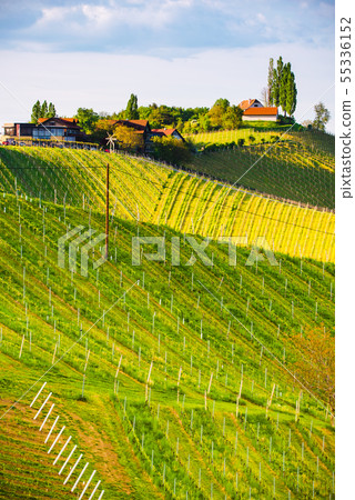 Austria Vineyards Leibnitz area south Styria Austria Vineyards Leibnitz area south Styria 55336152