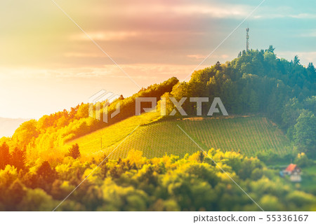 Austria Vineyards Leibnitz area south Styria 55336167