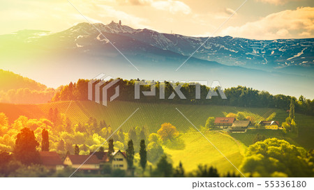 Austria Vineyards Leibnitz area south Styria 55336180