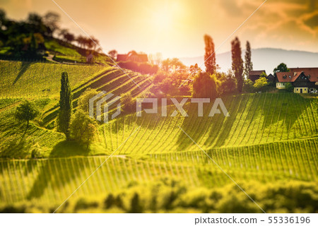Austria Vineyards Leibnitz area south Styria 55336196