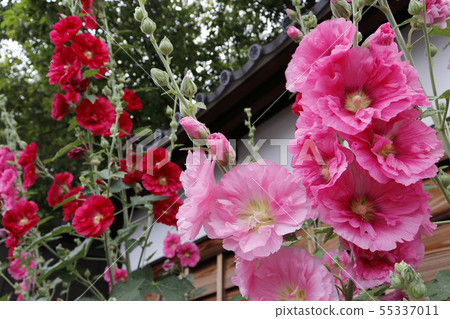 站在武士住宅前 55337011