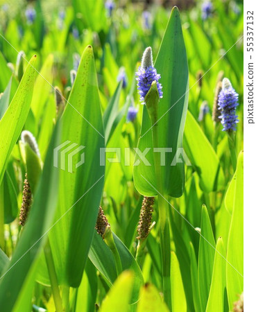 花 55337132
