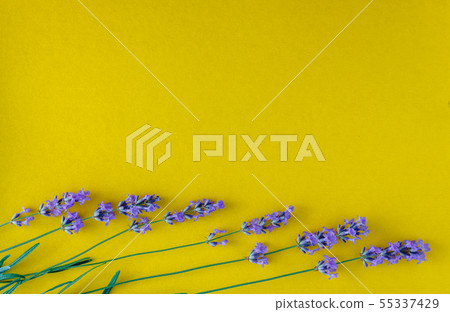 bouquet of fresh lavender flowers on a bright bouquet of fresh lavender flowers on a bright 55337429