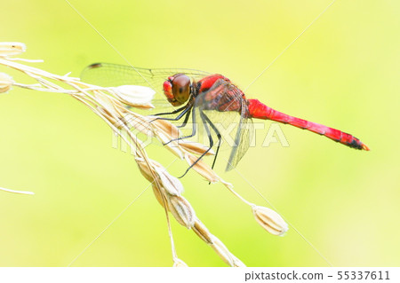 Natsu Akane (male) that stops in the rice field 55337611