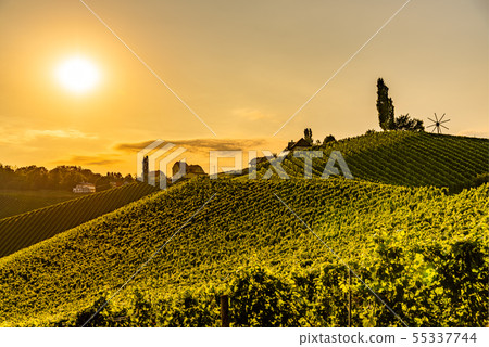 Vineyard fields in sunset sun in summer. Vineyard fields in sunset sun in summer. 55337744