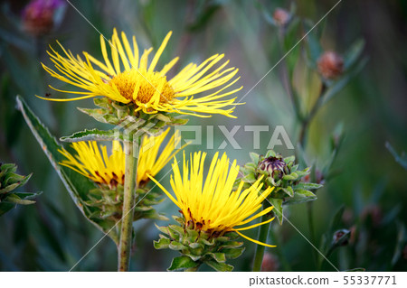 Close-up of yellow flowers with thin petals on a Close-up of yellow flowers with thin petals on a 55337771