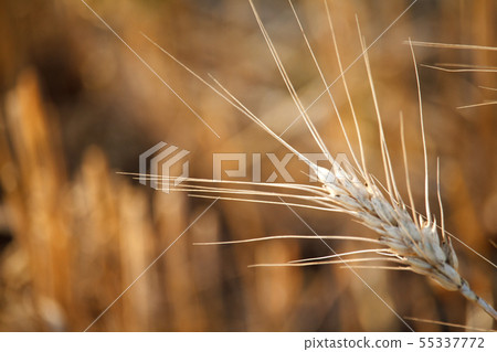 Close-up of single wheat ears against a background Close-up of single wheat ears against a background 55337772