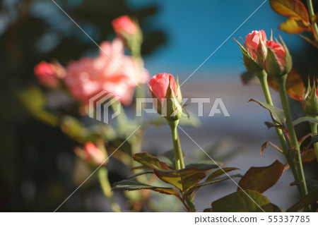 Close-up dark pink roses bloom against a blurred Close-up dark pink roses bloom against a blurred 55337785
