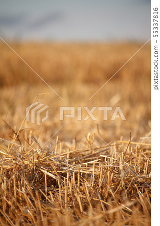 A golden stubble of mown wheat field against a A golden stubble of mown wheat field against a 55337816