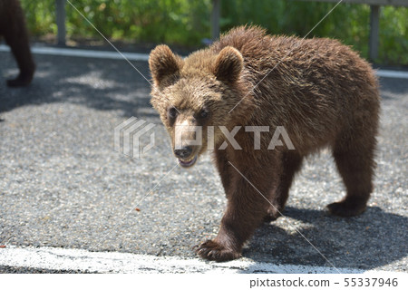 Wild brown bear crossing the street in search for Wild brown bear crossing the street in search for 55337946