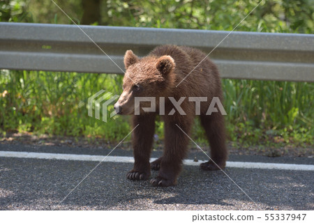 Wild brown bear crossing the street in search for Wild brown bear crossing the street in search for 55337947