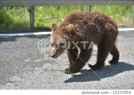 Wild brown bear crossing the street in search for 55337959