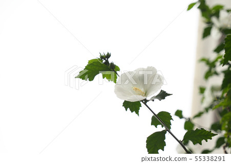 Blooming in the city 55338291